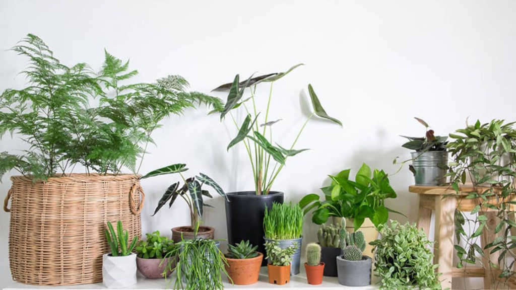 cay-xanh-trong-van-phong